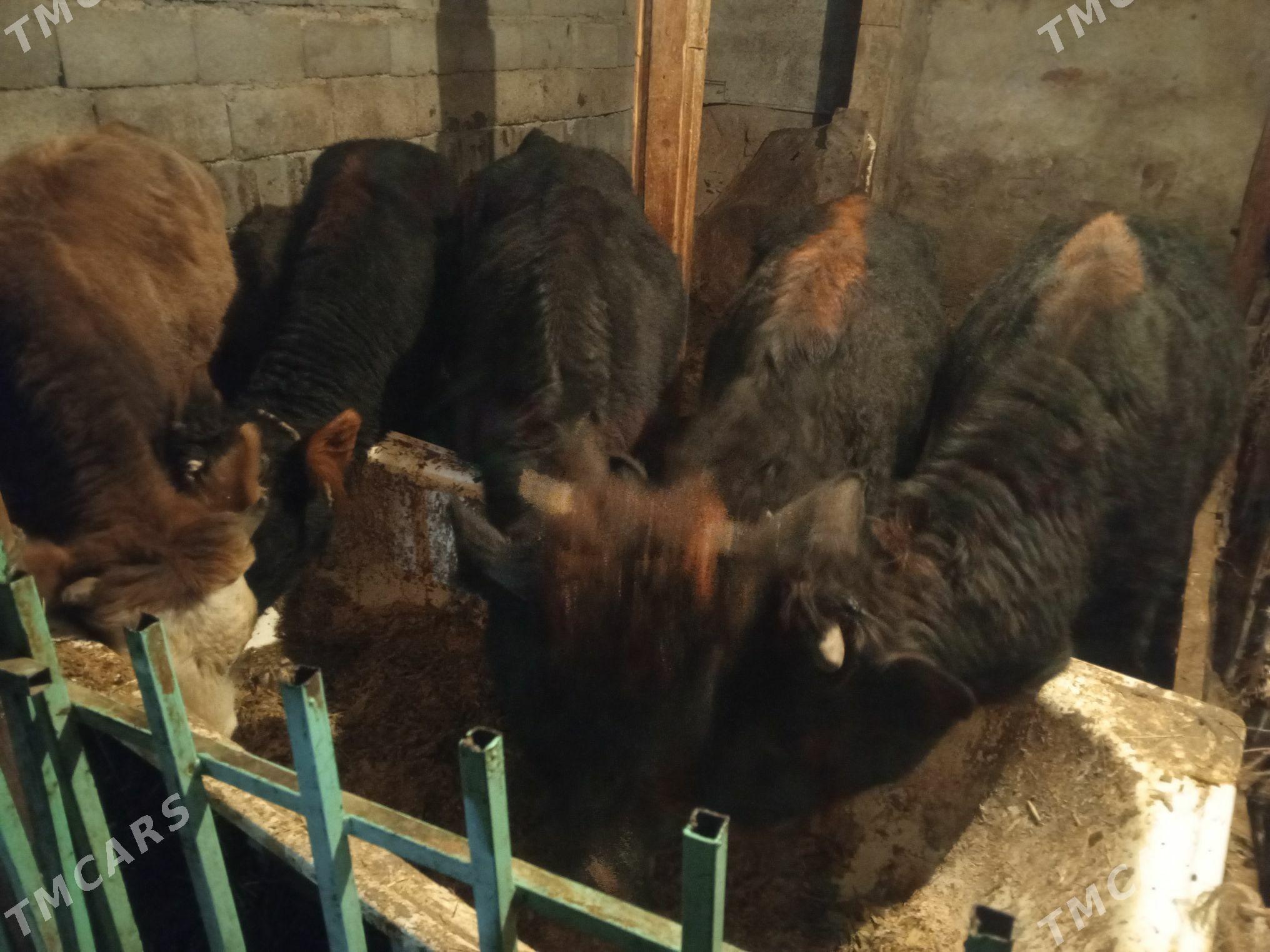 Okuz5-sany - Ашхабад - img 4