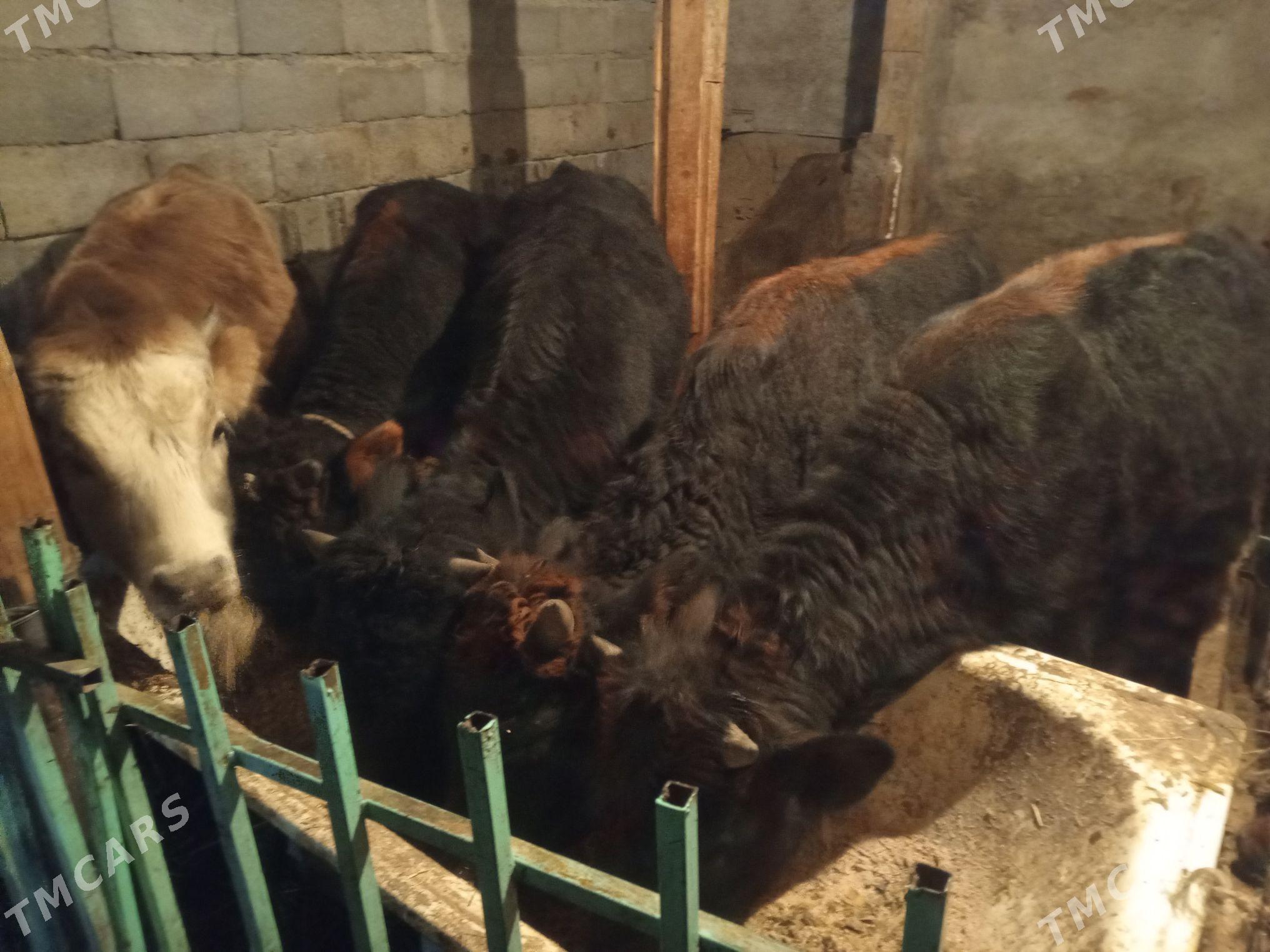 Okuz5-sany - Ашхабад - img 7