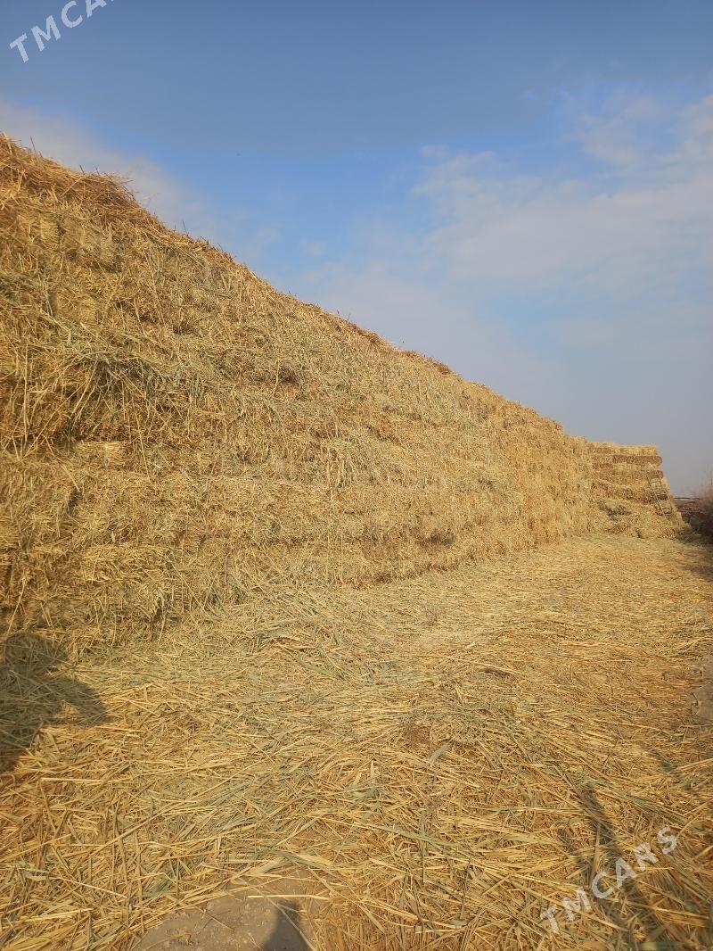 ot - Чоганлы - img 2