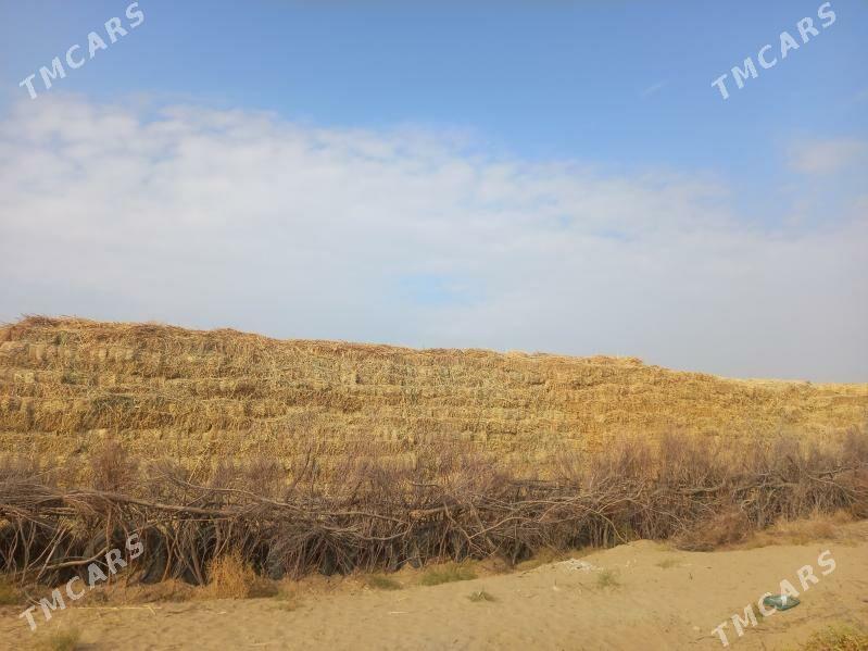 ot - Чоганлы - img 4