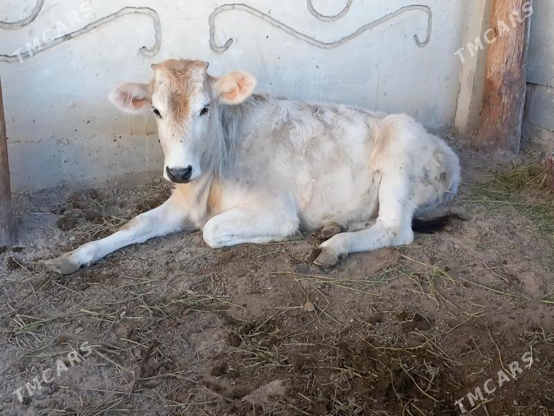 Tohum Tuwe - Büzmeýin - img 4