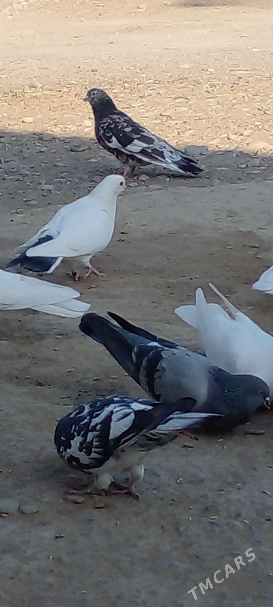 кепдери - Ак-Бугдайский этрап - img 4