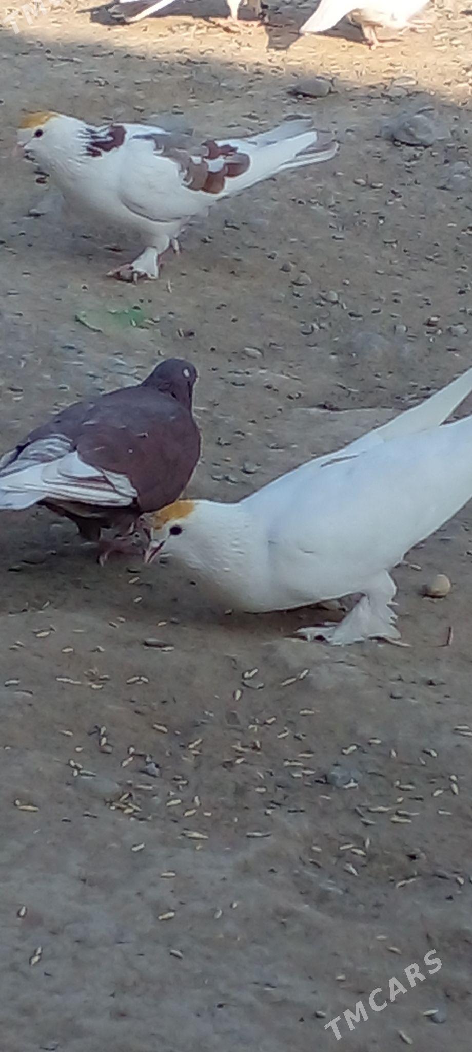 кепдери - Ак-Бугдайский этрап - img 2