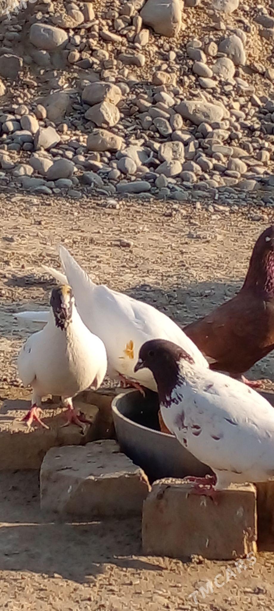 кепдери - Ак-Бугдайский этрап - img 1