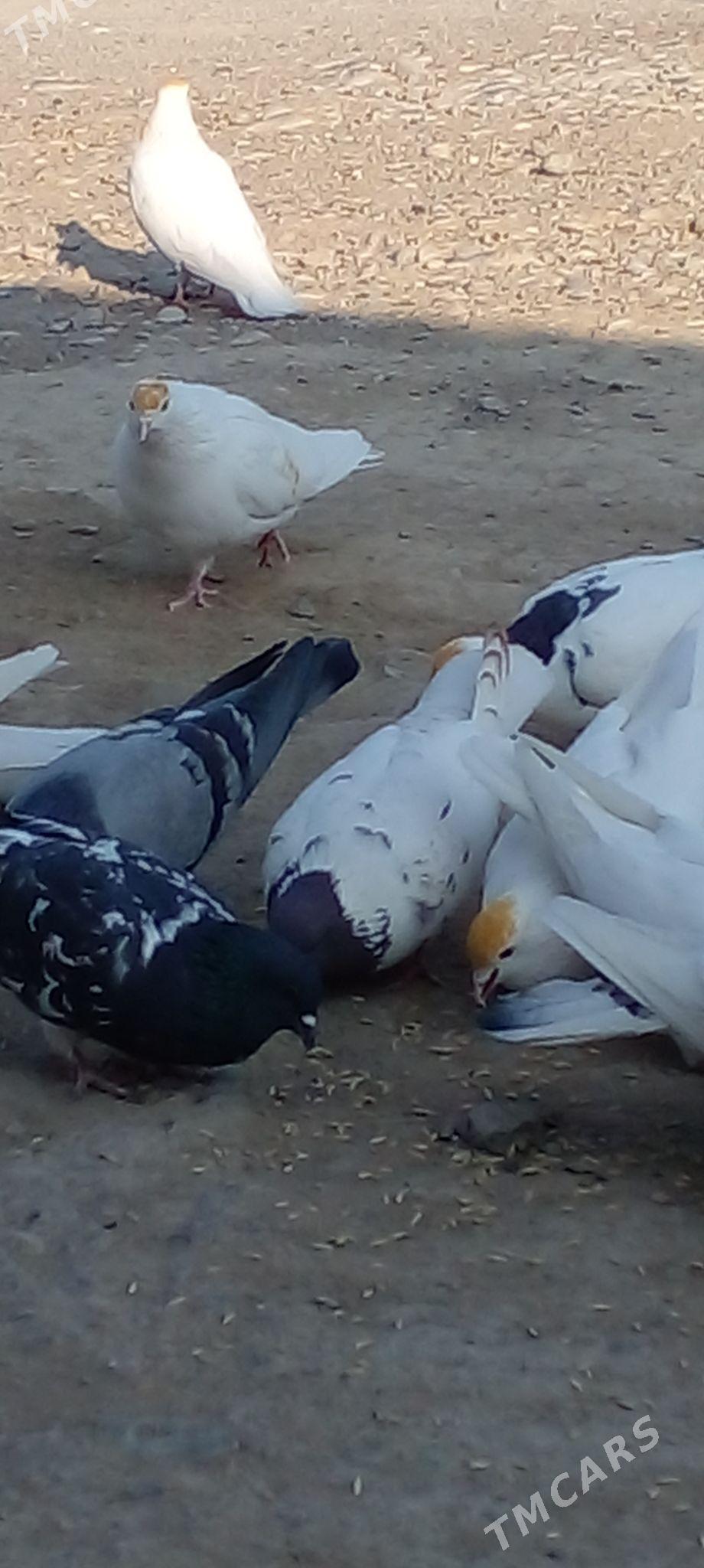 кепдери - Ак-Бугдайский этрап - img 6