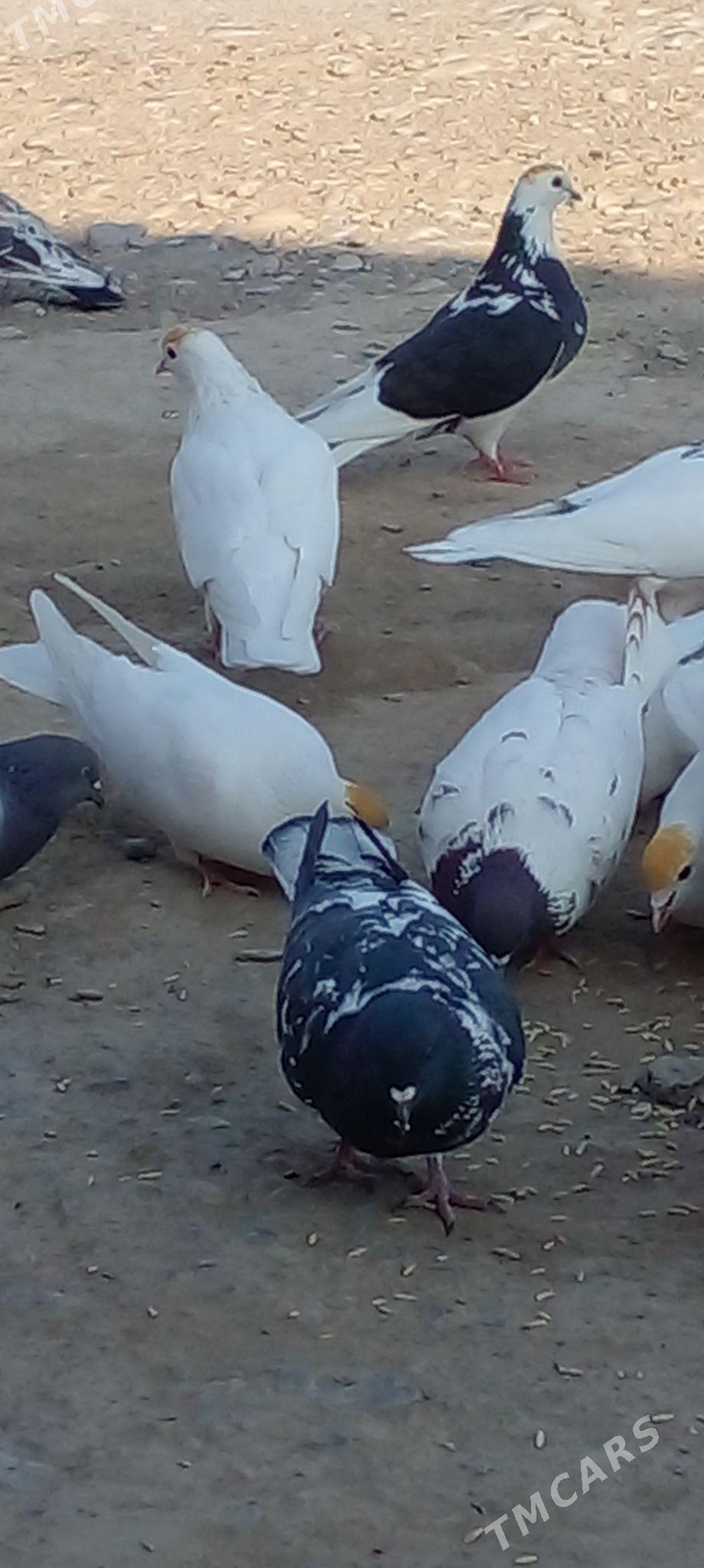 кепдери - Ак-Бугдайский этрап - img 5