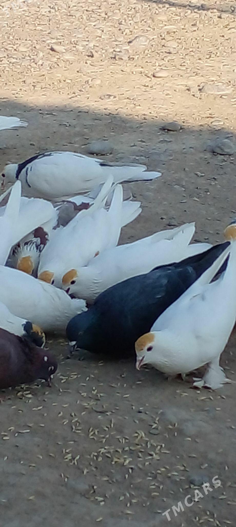 кепдери - Ак-Бугдайский этрап - img 8