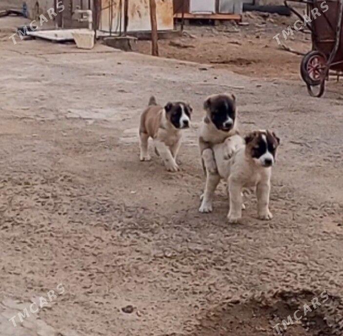 It - Гёкдже - img 4