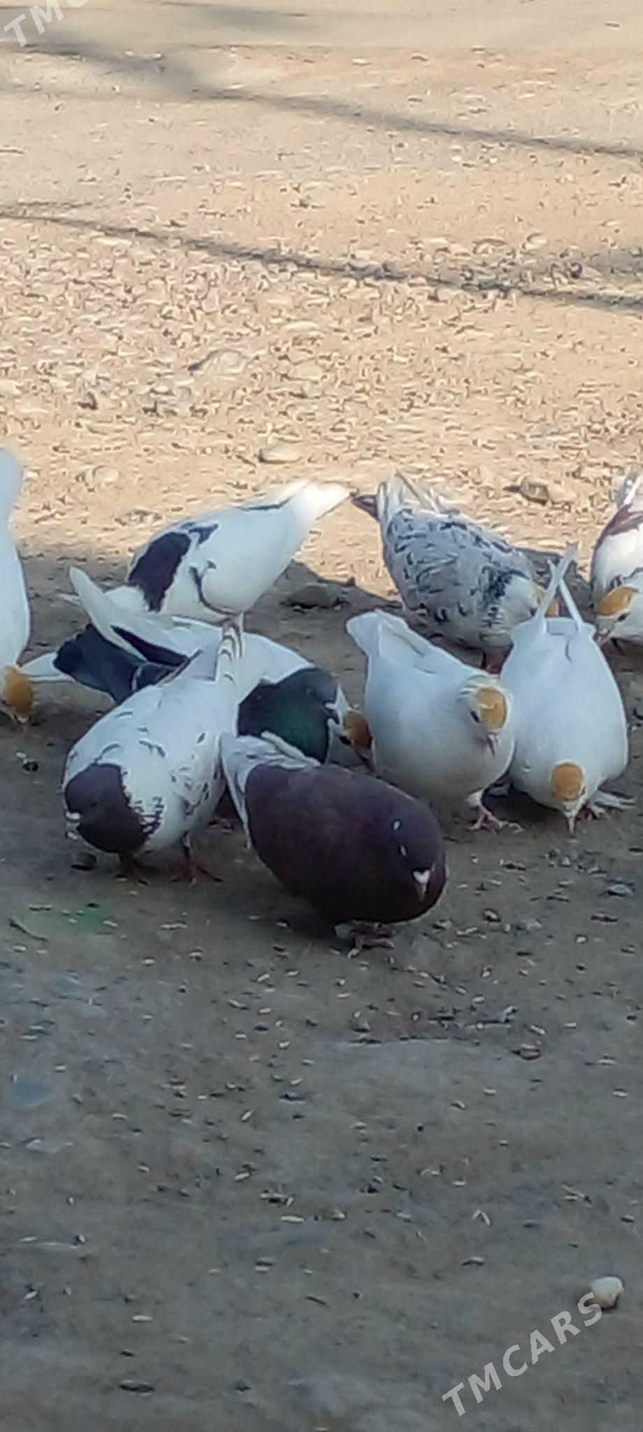 кепдери - Ак-Бугдайский этрап - img 9