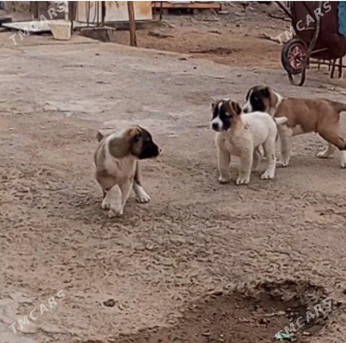 It - Гёкдже - img 5