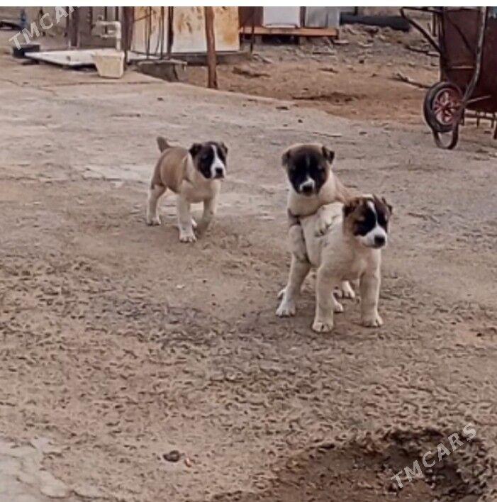 It - Гёкдже - img 3