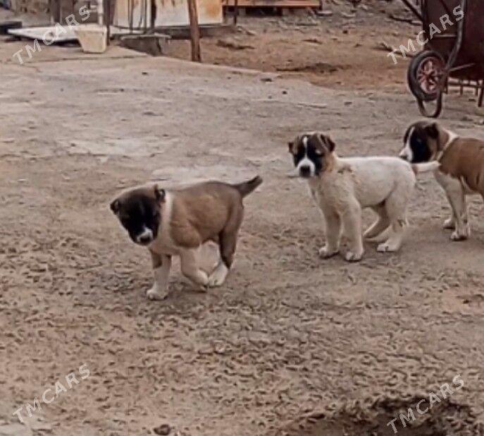 It - Гёкдже - img 2