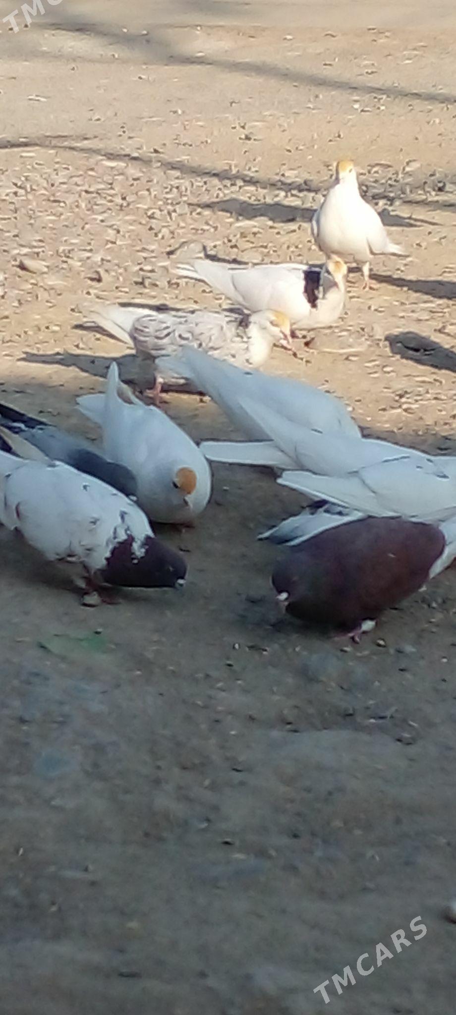 кепдери - Ак-Бугдайский этрап - img 10