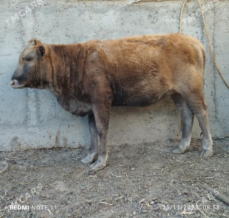 Tuwe - Aşgabat - img 2