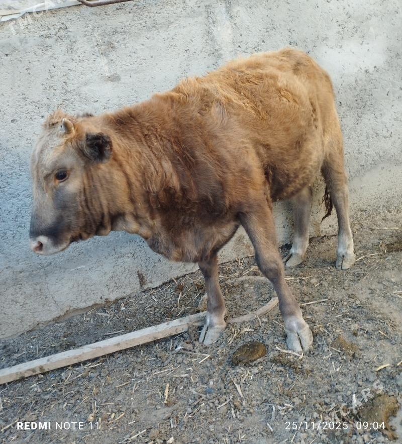 Tuwe - Aşgabat - img 3