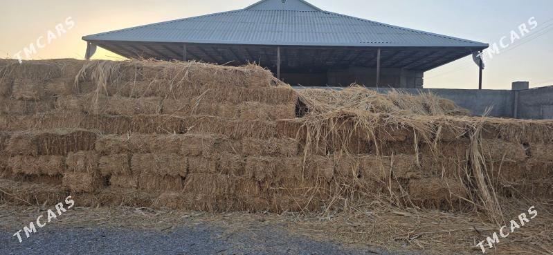 Saman Arassa - Гёкдепе - img 3