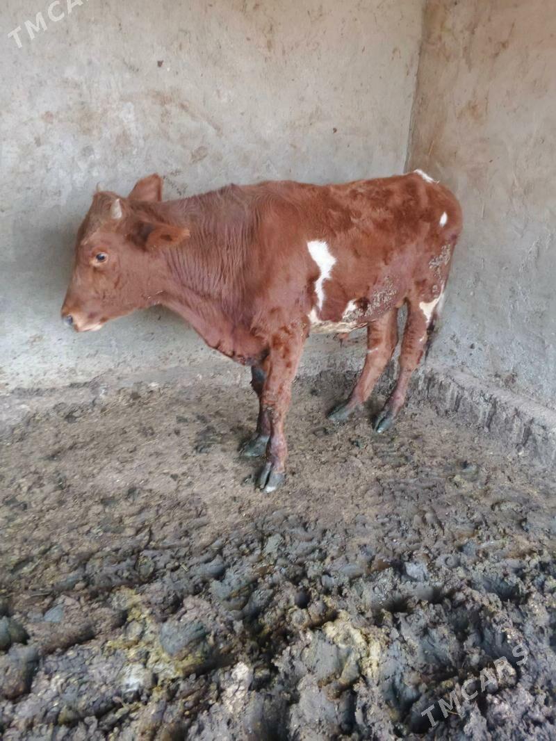 okuz - Aşgabat - img 2