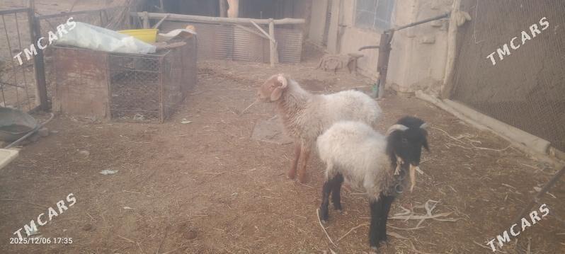 Гоч Goç - Шабатский этрап - img 2