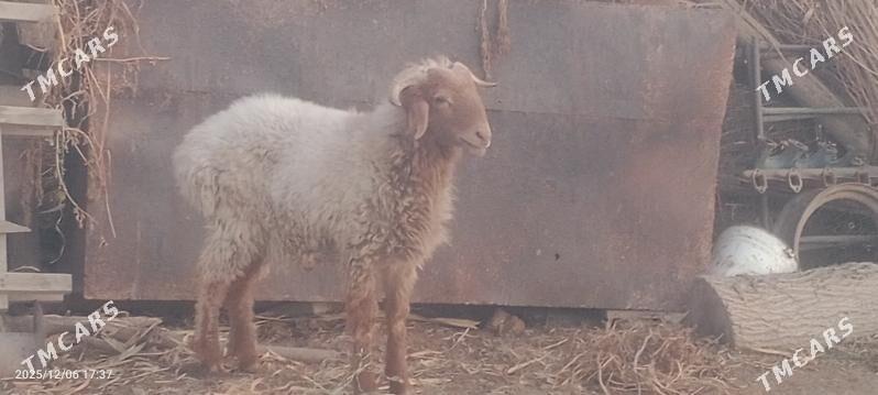 Гоч Goç - Шабатский этрап - img 1