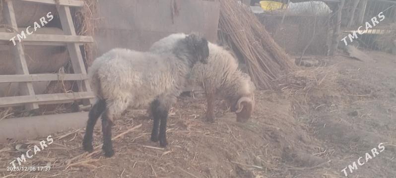 Гоч Goç - Шабатский этрап - img 3