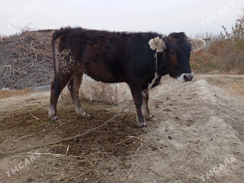 tuwe okuz - Bäherden - img 3