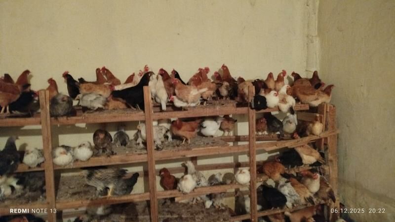 towuk - Çoganly - img 1