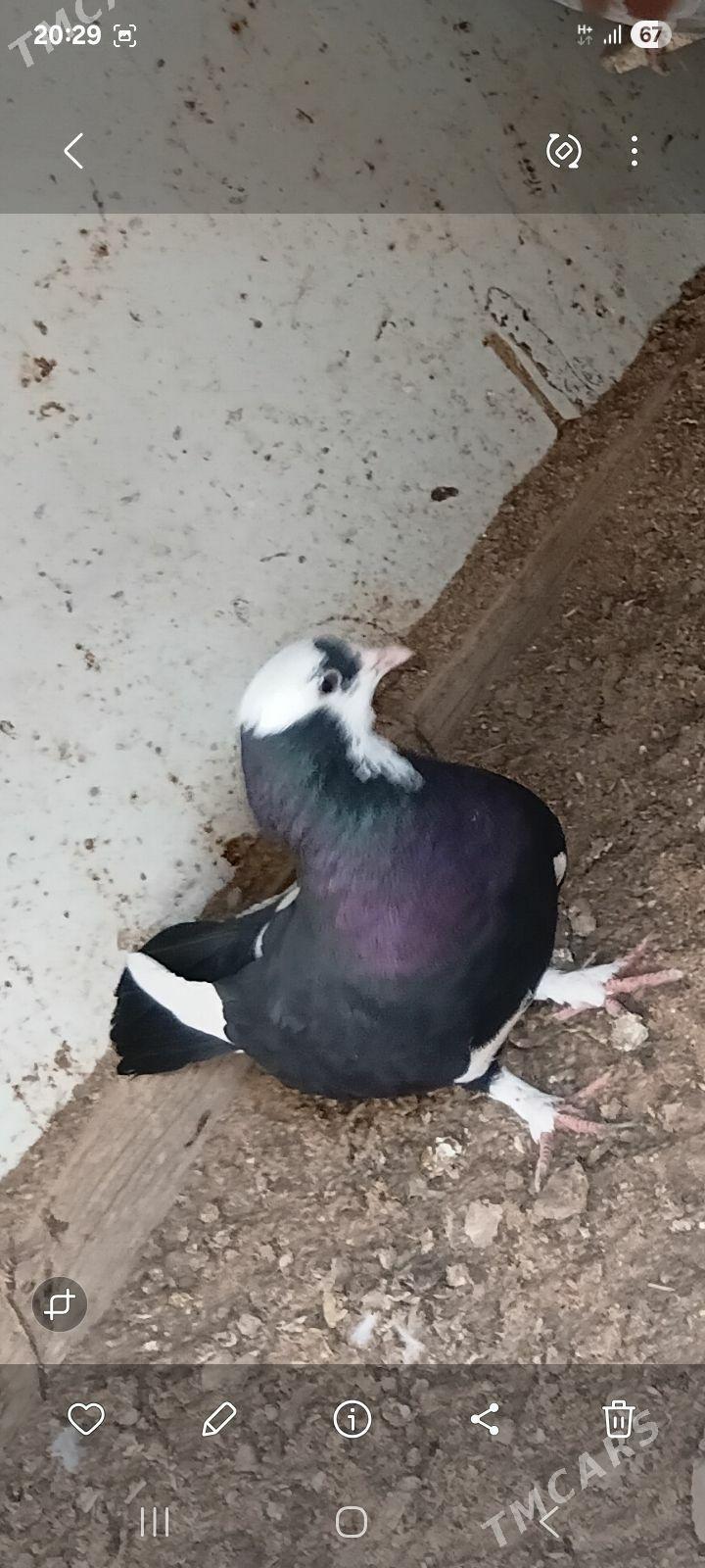 Kepderi - Tejen - img 2