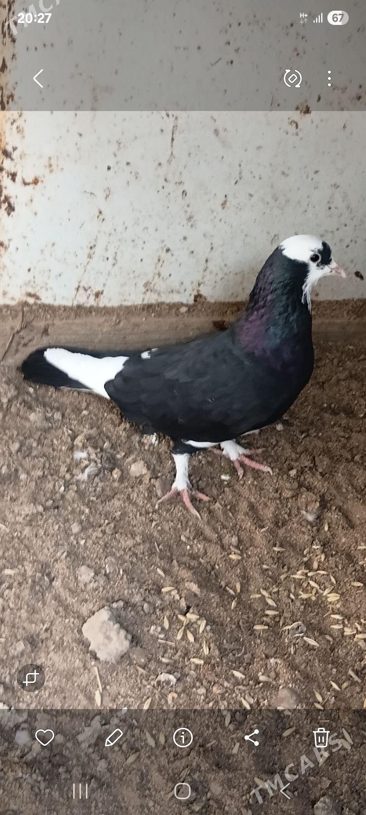 Kepderi - Tejen - img 6