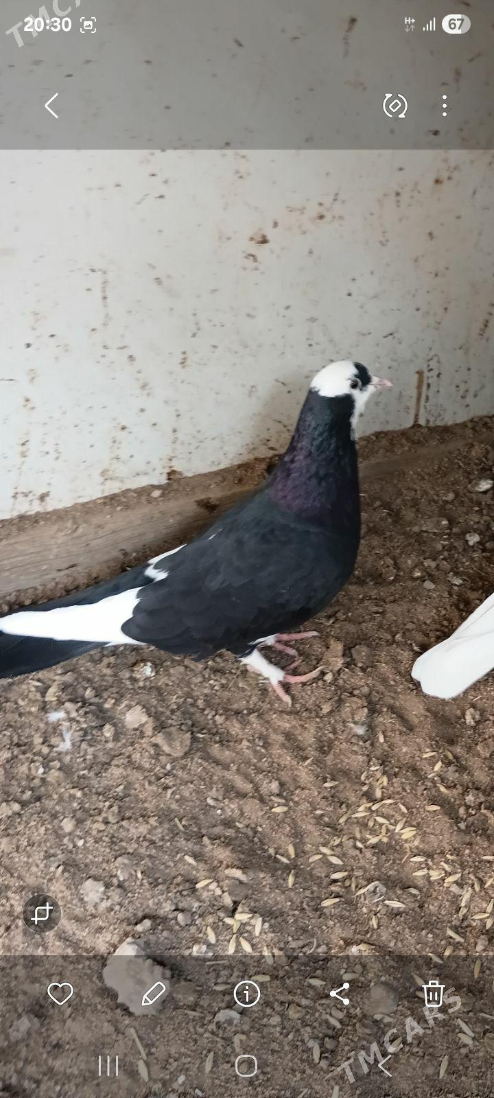 Kepderi - Tejen - img 1