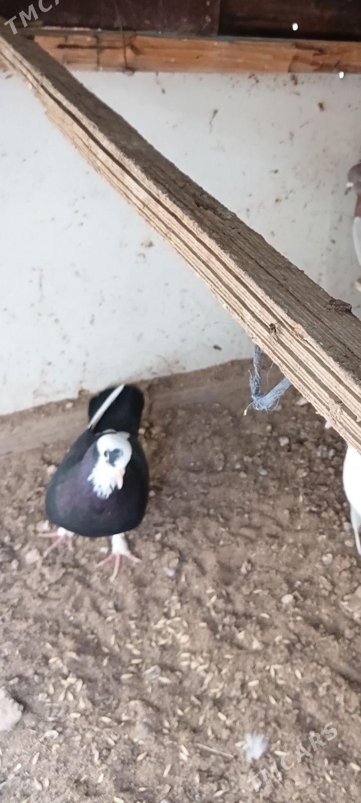 Kepderi - Tejen - img 5