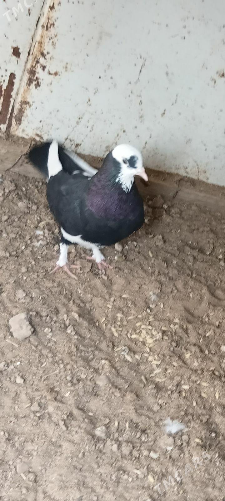 Kepderi - Tejen - img 4