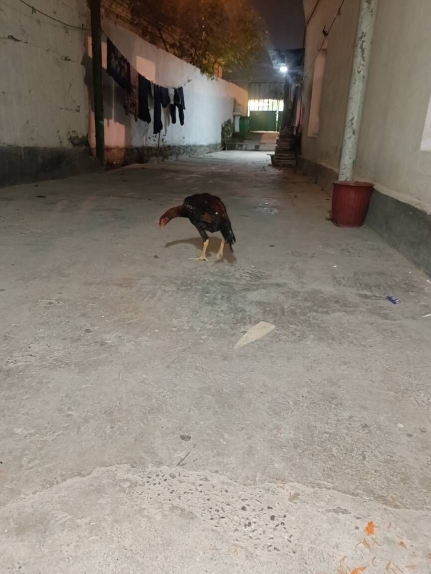 tasken juje horoz - Ашхабад - img 9