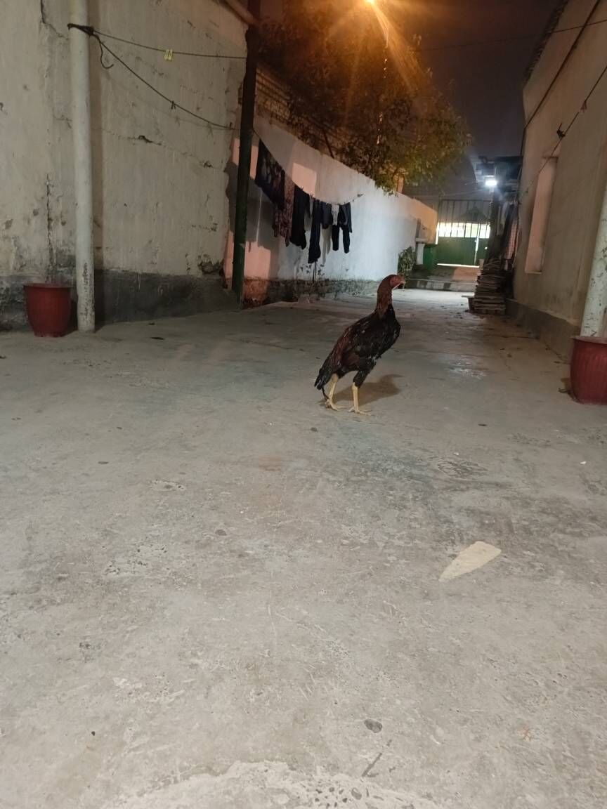 tasken juje horoz - Ашхабад - img 8