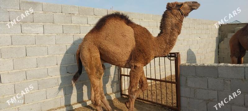 ogsik - Bäherden - img 3