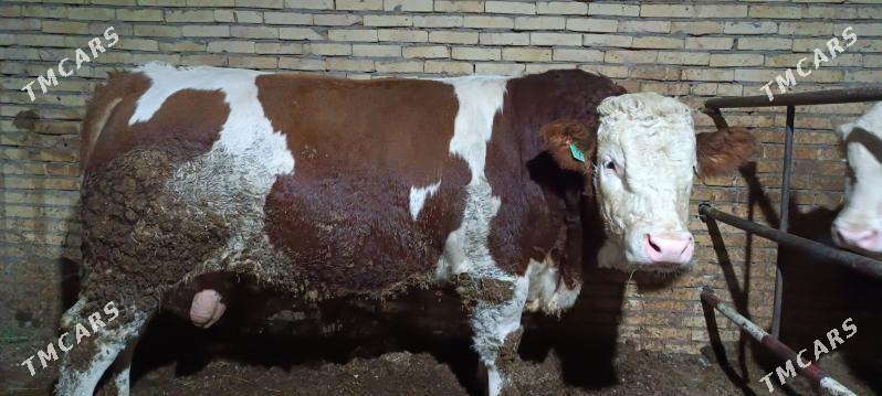 arassa smental - Türkmenabat - img 2