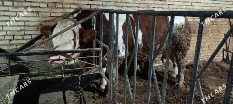 arassa smental - Türkmenabat - img 4