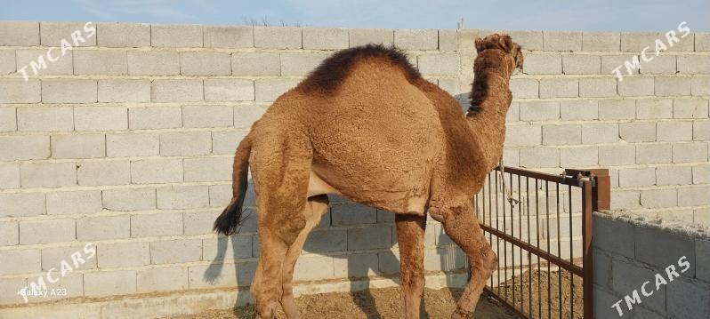 ogsik - Bäherden - img 2