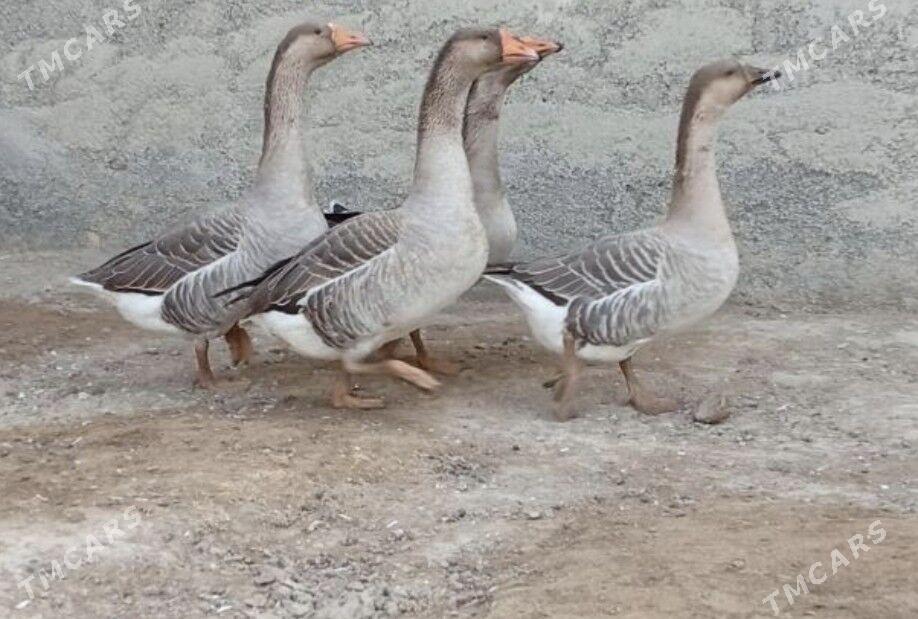 Gus - Гёкдепе - img 2