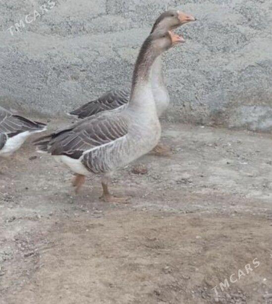 Gus - Гёкдепе - img 1