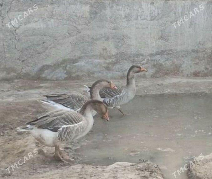 Gus - Гёкдепе - img 3