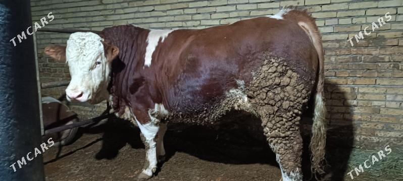 smental arassa - Türkmenabat - img 2