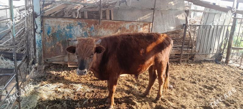 okuzler - Mary - img 2