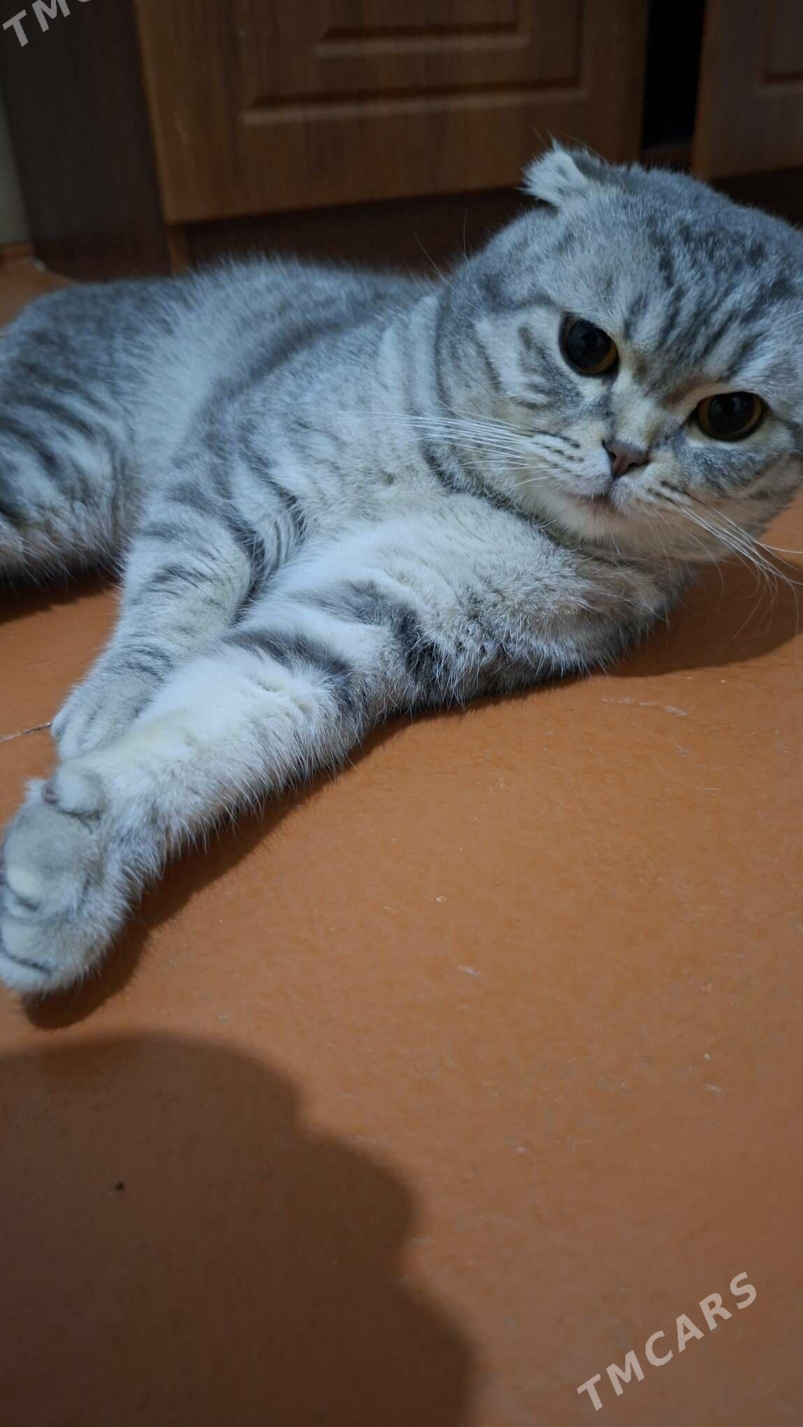 satlyk Pişik - Mary - img 4