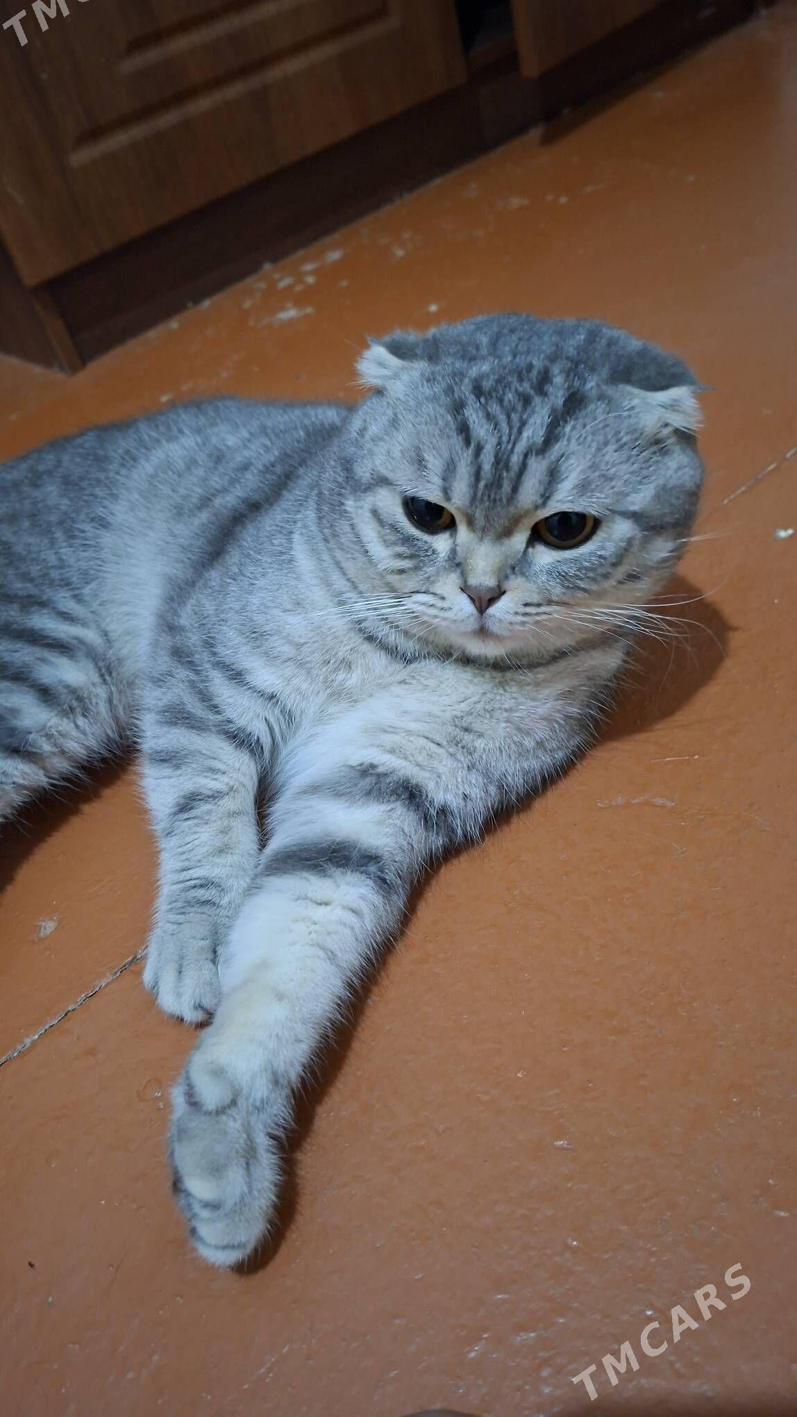 satlyk Pişik - Mary - img 3