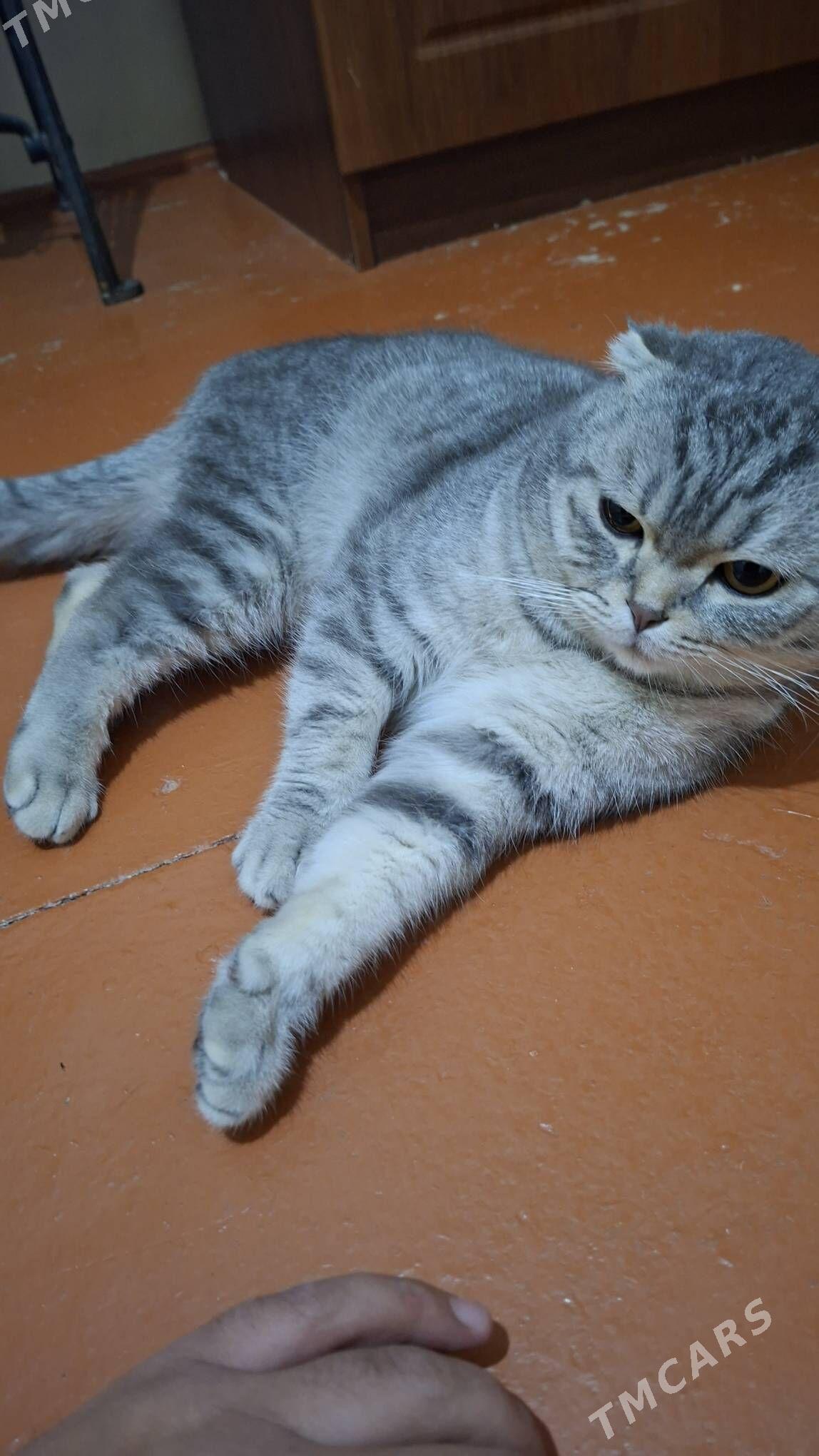 satlyk Pişik - Mary - img 2