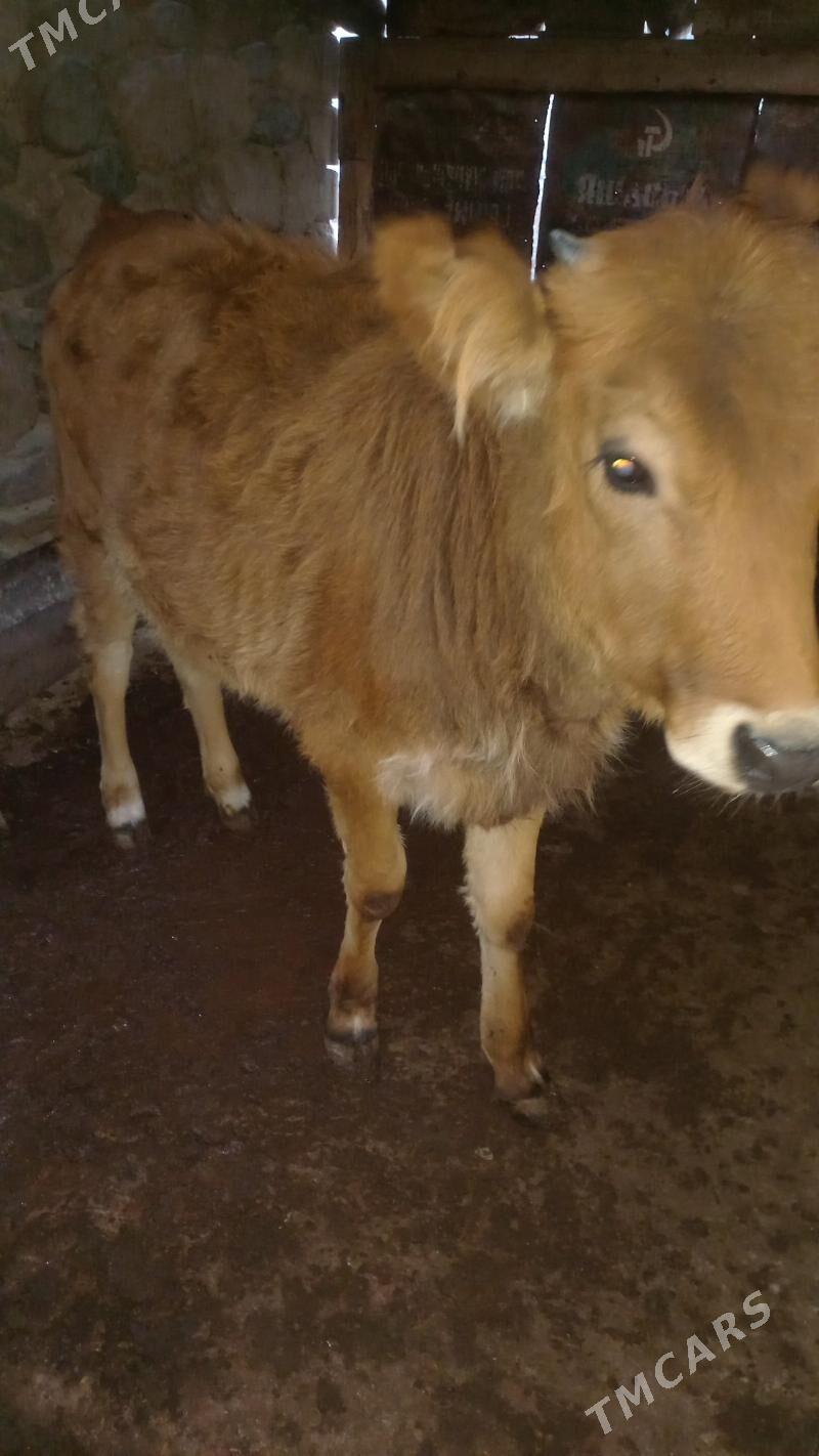 gaçar - Bereket - img 2