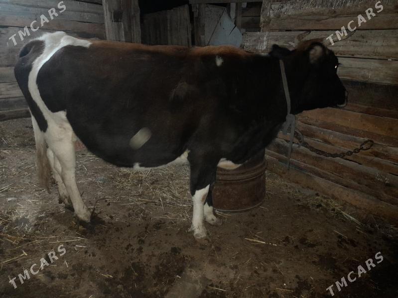 bogaz sygyr - Gyzylarbat - img 2