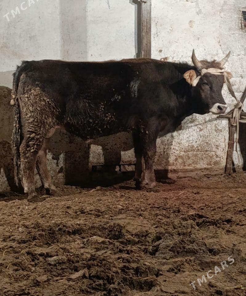 ÖKÜZ İKİ ÝAŞAN BAKYDA DURAN - Gökdepe - img 2