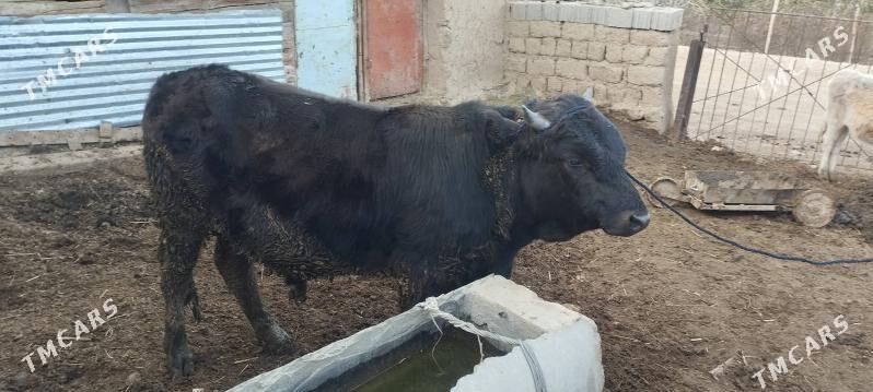 öküz - Bäherden - img 3