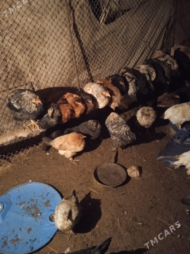 барама - Ýolöten - img 2